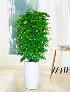 余姚绿植租赁哪家好