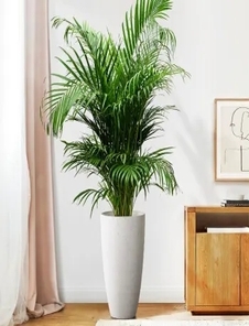 探秘前湾盆景租赁价格，究竟贵不贵？