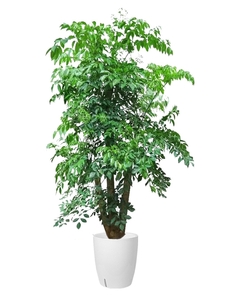 北仑花卉租赁设计，开启空间美化的全新篇章